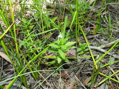 Limnophila aromatica