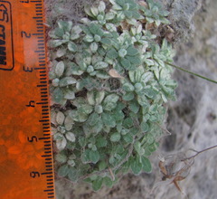 Draba longisiliqua