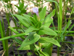 Limnophila aromatica