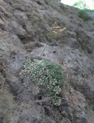 Draba longisiliqua