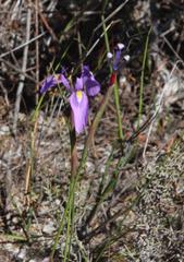 Moraea tripetala tripetala