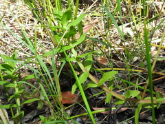 Limnophila aromatica