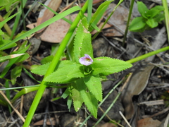 Limnophila aromatica
