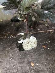 Podosphaera physocarpi