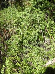 Lygodium microphyllum