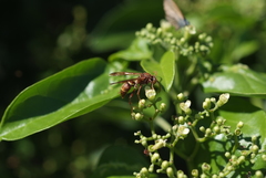 Polistes stigma townsvillensis