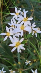 Olearia erubescens