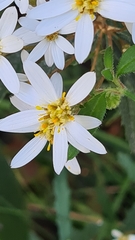 Olearia erubescens