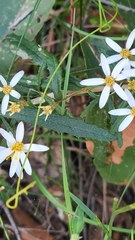 Olearia erubescens