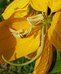 Cassiinae