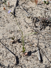 Wahlenbergia gracilenta