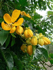 Cassiinae
