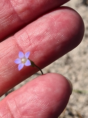 Wahlenbergia gracilenta