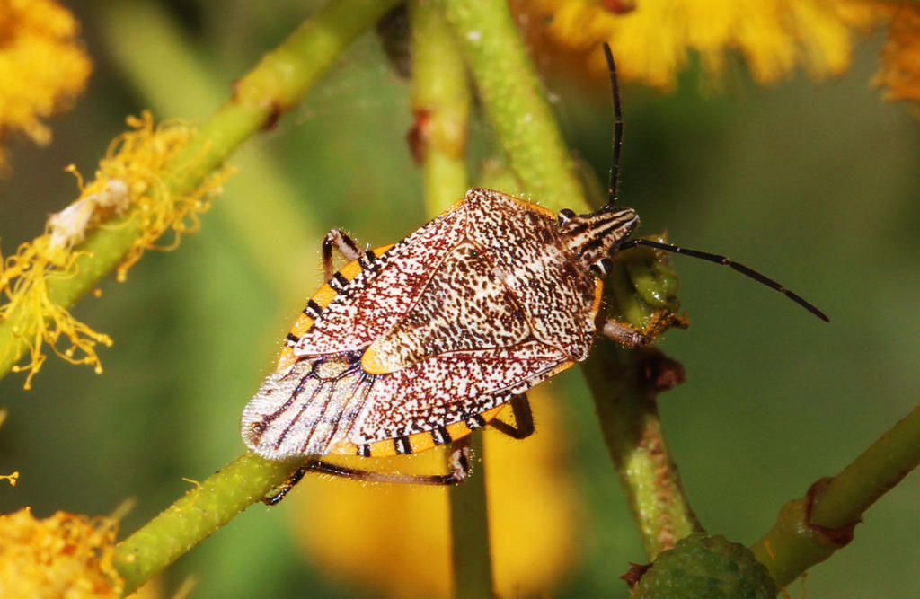 Agonoscelis