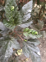 Podosphaera physocarpi