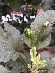 Podosphaera physocarpi