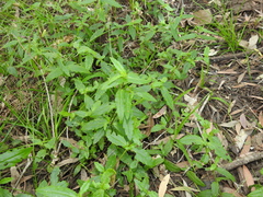 Enydra fluctuans