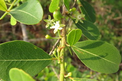 Erythroxylum monogynum