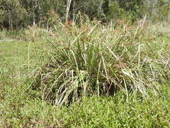 Cyperus lucidus