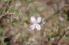 Barleria lanceolata