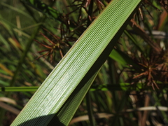 Cyperus lucidus