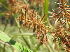 Cyperus lucidus