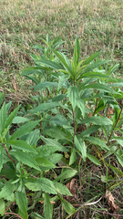 Solidago canadensis