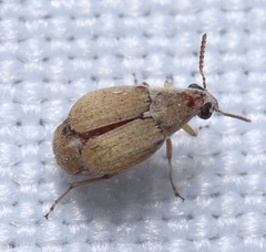 Algarobius