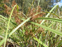 Cyperus lucidus
