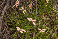 Stylidium uniflorum