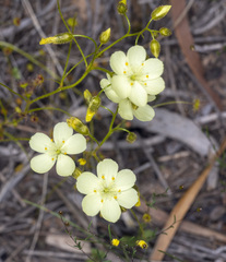 Drosera subhirtella