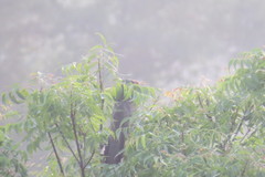 Taccocua leschenaultii