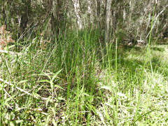 Machaerina articulata