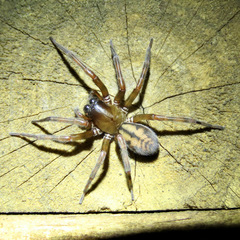 Callobius pictus
