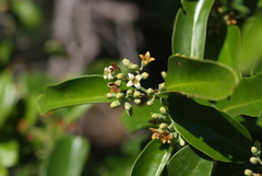 Santalum austrocaledonicum