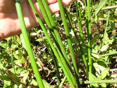 Machaerina articulata