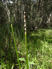 Machaerina articulata