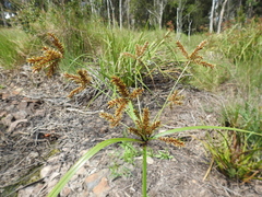 Cyperus exaltatus