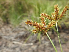 Cyperus exaltatus