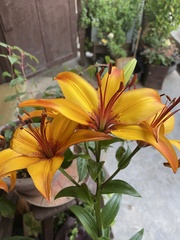 Lilium