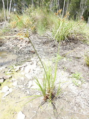 Cyperus exaltatus