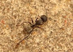 Camponotus cinctellus