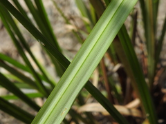 Cyperus exaltatus