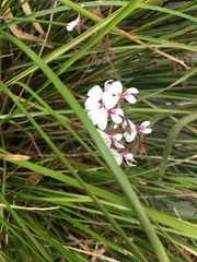 Pelargonium australe
