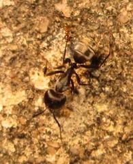 Camponotus cinctellus