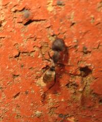 Camponotus cinctellus