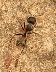 Camponotus cinctellus