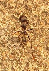 Camponotus cinctellus