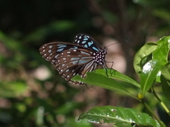 Danaina