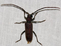 Africophanes amicus